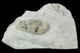 Ventral Spathacalymene Trilobite - Indiana #120104-1